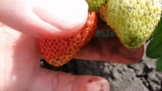 Клубника Кисс Неллис с нежным вкусом смотреть онлайн