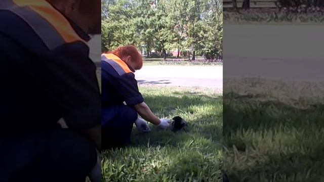 Ручная ворона.СМОТРЕТЬ ВСЕМ!!! смотреть онлайн