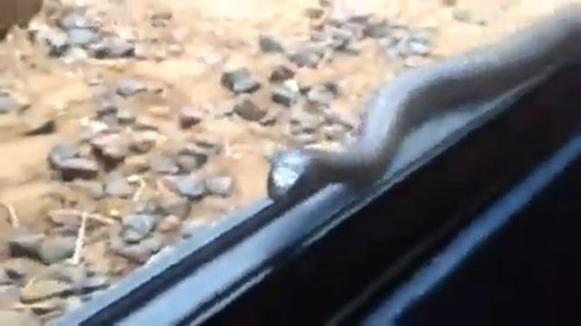Australia Zoo - Inland Taipan смотреть онлайн