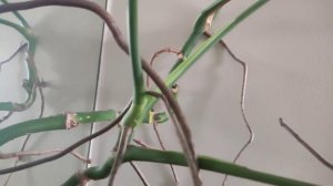 Можно ли обрезать воздушные корни МОНСТЕРЫ?