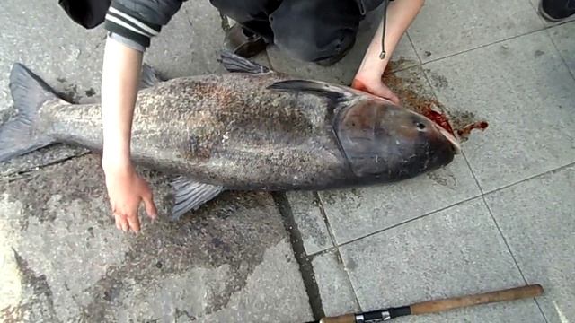 Рекордный толстолоб на 40 кг. Самый большой толстолобик Екатеринбурга смотреть онлайн