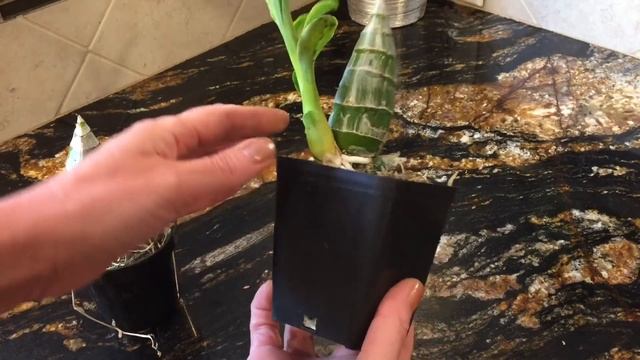 Мои катасетумы орхидеи морковки в марте. О поливе, удобрении орхидей. Catasetum In March.