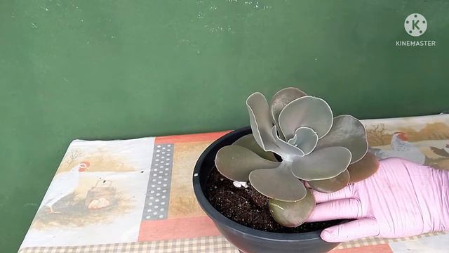 Echeveria Joys @PlantandocomAmor смотреть онлайн