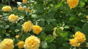 Анни Дюпрей, Комтесс Дю Барри