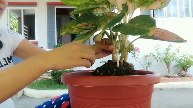 #IndoorPlant || Repotting My Aglaonema Plant || Chinese Evergreen Plant || House Plants | Plantita смотреть онлайн