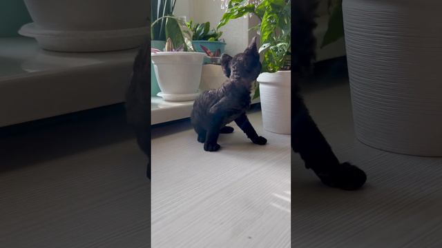 Little Wonders Puppy Power #animals смотреть онлайн