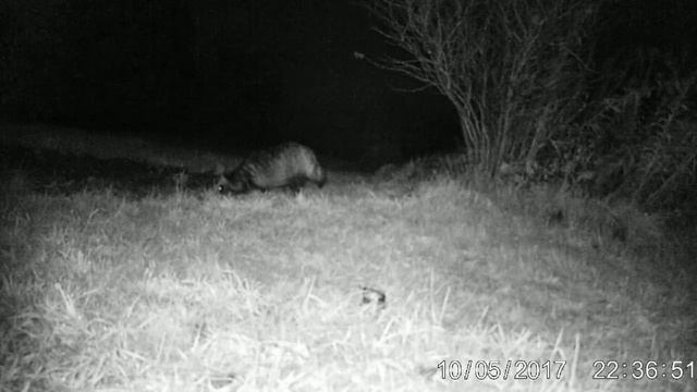 Тестирование фотоловушки Акорн 5310А смотреть онлайн