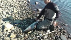 Таймень, на мыша днем тоже берет.