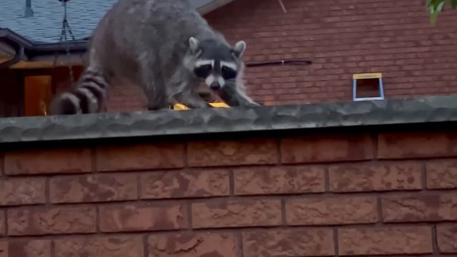 Куда исчезает сироп для Колибри?