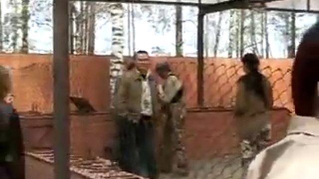 Бой собаки с лисой 1 (начало) смотреть онлайн