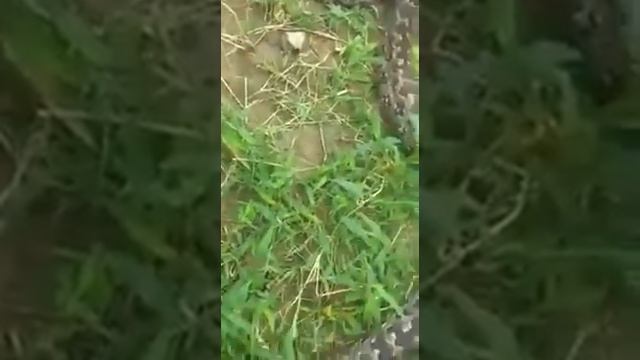 A big anaconda found in pakistan by locals смотреть онлайн