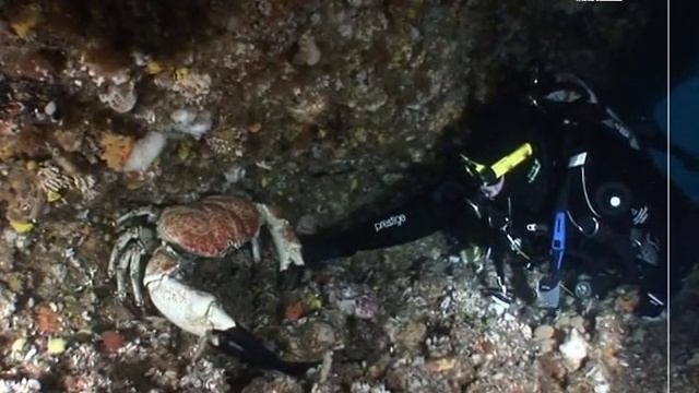 Tasmanian Giant Crab - Pseudocarcinus gigas - heaviest species of crab in the world смотреть онлайн