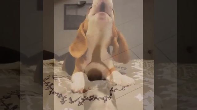 Лучшая подборка приколов про биглей | Смешные бигли собаки и щенки смотреть онлайн