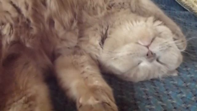 Кот храпит смотреть онлайн