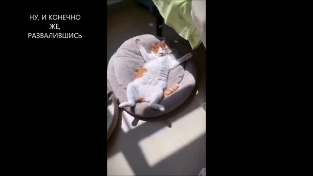 КАК СПЯТ | Самые смешные кошки видео #107 смотреть онлайн