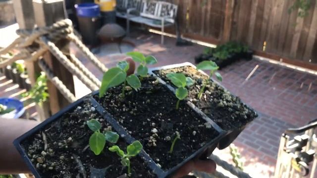 Passiflora Ligularis (granadilla) смотреть онлайн