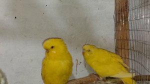 Трудности в разведении ВВП(ЧЕХОВ). Распаровываем пару попугаев, птенцов размещаем в другие дуплянки