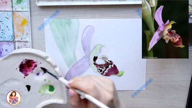 Самый известный цветок Азербайджана смотреть онлайн