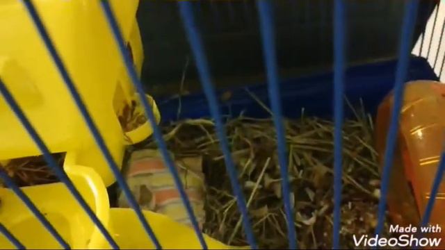 Милое видео с домашними животными