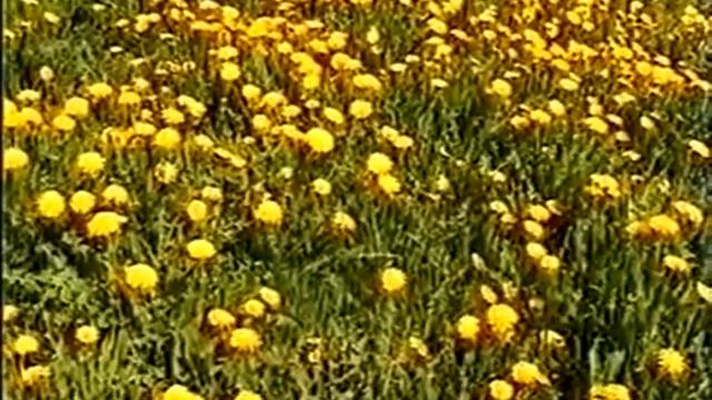 Целебные растения и их применение смотреть онлайн