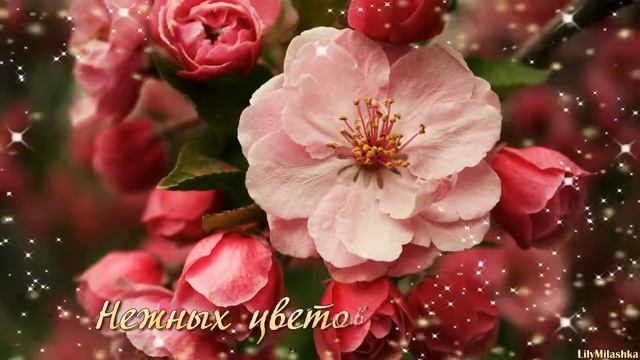 Поздравление с 1 МАЯ! Пусть в Вашей душе всегда цветёт весна! смотреть онлайн