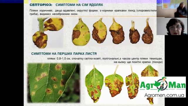 Септоріоз Соняшника