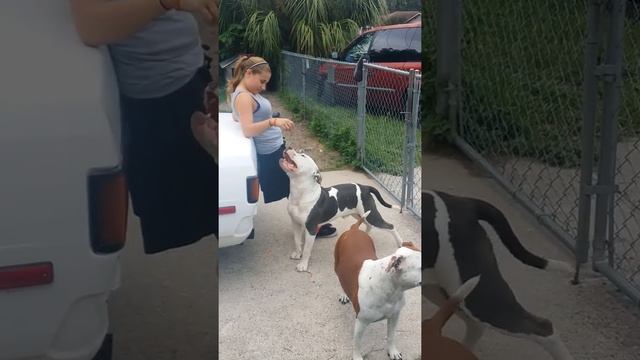 81 corolla смотреть онлайн