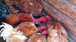 ЯЙЦЕНОСКОСТЬ ГОЛОШЕИ. СТРАШНАЯ? ИДЕАЛЬНАЯ!