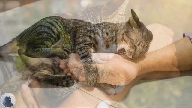 А Вы Знаете, Почему Кошка КУСАЕТСЯ, Когда Её ГЛАДИШЬ? Причины и Советы смотреть онлайн