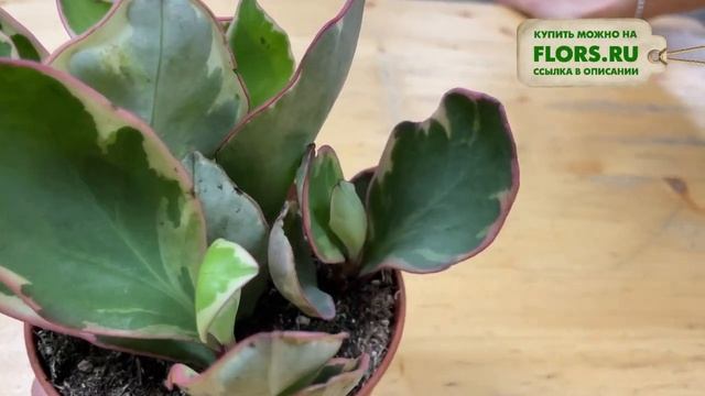Пеперомия Клузифолия Джелли - яркий неприхотливый суккулент | Как ухаживать за пеперомией. смотреть онлайн