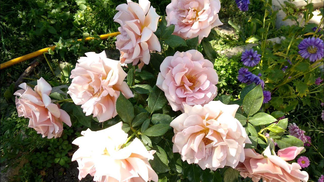 Розы. Цветение роз. Осенний праздник в саду. смотреть онлайн