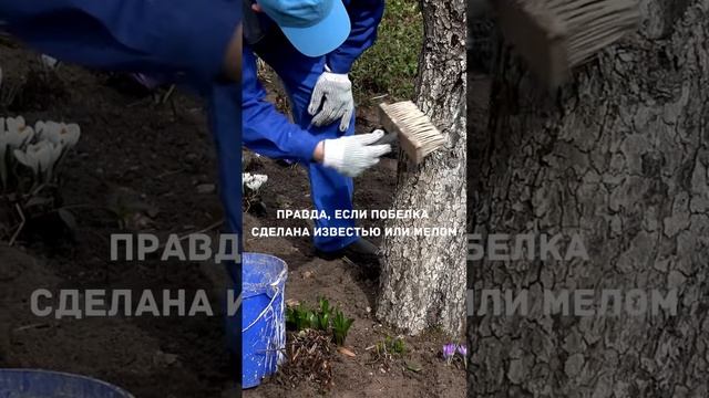 Когда и чем белить деревья в саду