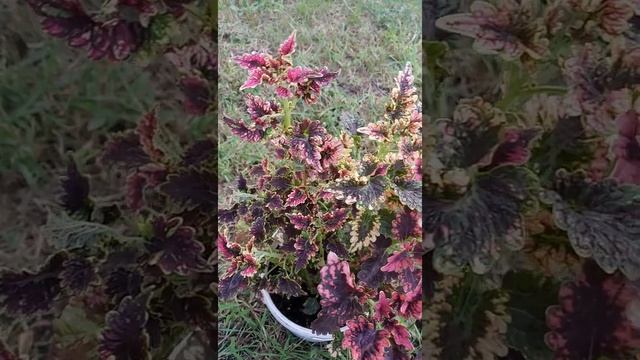 Колеус гибридный "Жильда" | Coleus hybridus "Gilda" смотреть онлайн
