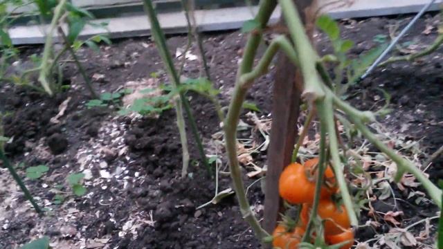 Теплица в конце сентября. Перец, томаты, черника -форте. смотреть онлайн