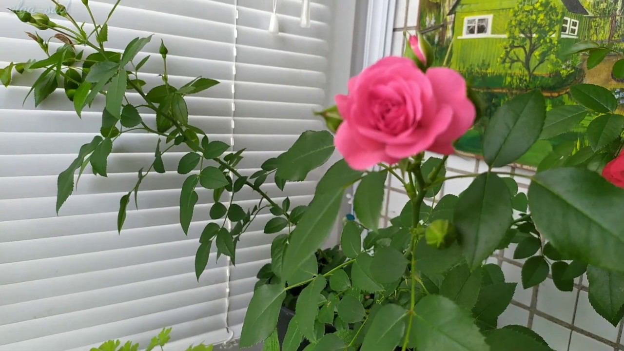 Обзор рассады на балконе. 2020 г. смотреть онлайн