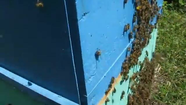 ФОРМИРОВАНИЕ ИСКУСТВЕННОГО РОЯ.THE FORMATION OF AN ARTIFICIAL SWARM. смотреть онлайн