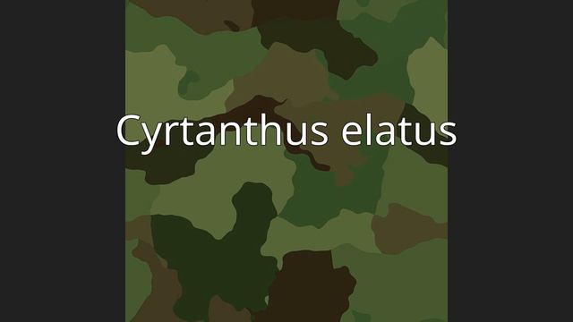 Cyrtanthus elatus смотреть онлайн