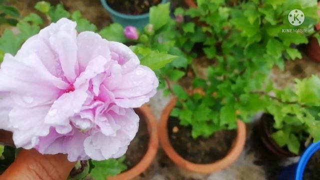 Rare blue/purple Gudhal ki problem.How to cure Blue/purple Hibiscus yellow Leaf N Buds Drop problem смотреть онлайн