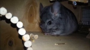 Главные советы по содержанию шиншилл / что за зверь такой - шиншилла?