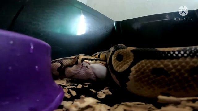 CLOSE UP BALL PYTHON FEEDING / MY PET смотреть онлайн