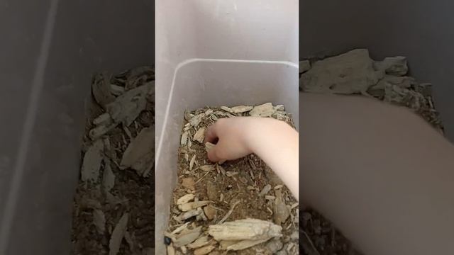 личинки бронзовки смотреть онлайн
