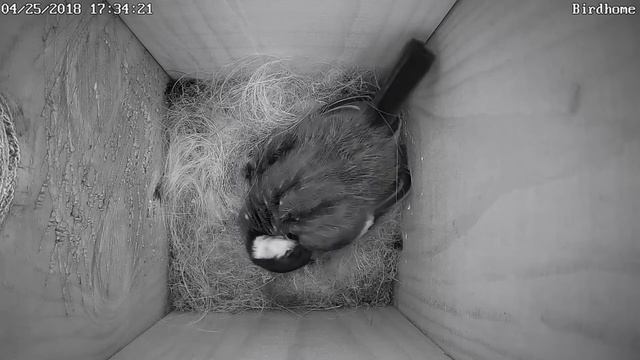 Уже четыре или как несутся синички