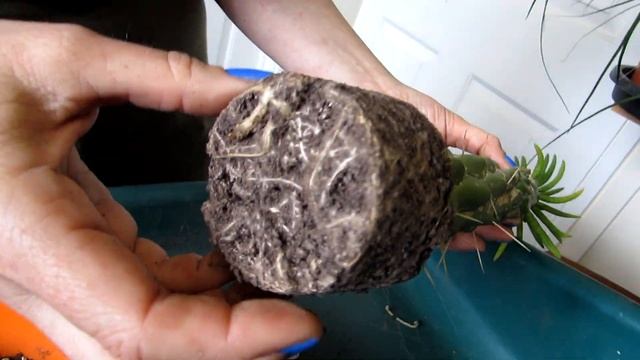 Opuntia subulata - Austrocylindropuntia subulata Cactus - Care Tips & Info & Repotting смотреть онлайн