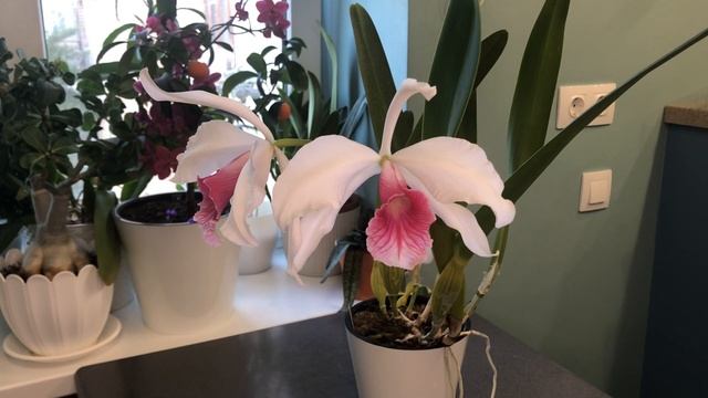 Laelia purpurata carnea / лелия пурпурата смотреть онлайн