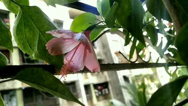 Pink Hibicsus जास्वनंद Blooming | #hibiscusflower #hibiscus | Flower Blooming Time Lapse | Beautifu смотреть онлайн