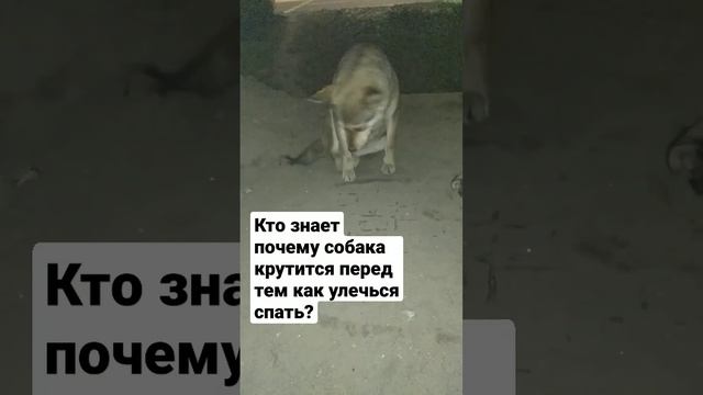 Почему собака крутится перед сном? смотреть онлайн