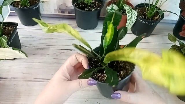 Цветочное ассорти смотреть онлайн