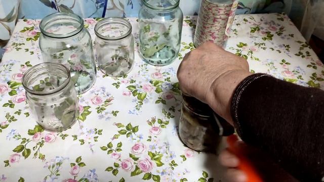 Рецепт маринования. грибов. синеножки/рядовка лилованогая. Грибы 2021. смотреть онлайн