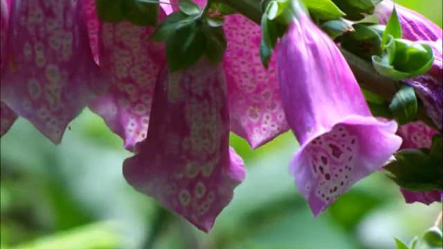 Smoky Mountains Spring Flowers смотреть онлайн