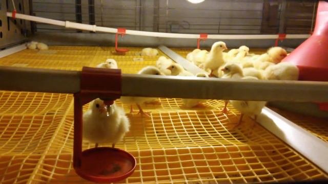 Цыплята бройлеры смотреть онлайн